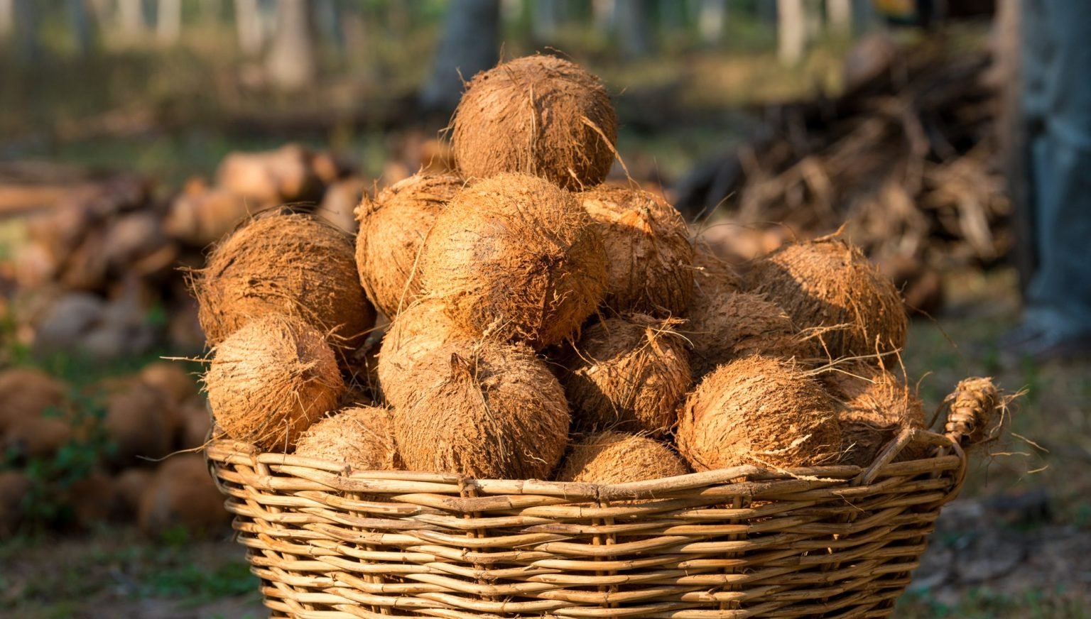 About Us Coco House (Pvt) Ltd Organic Coconut & Coco Peat Products